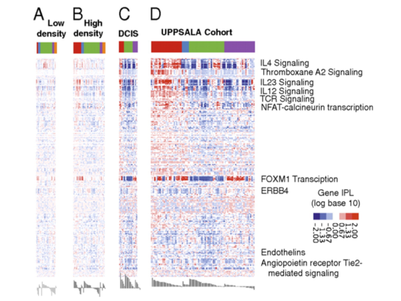 Figure 2. Normal to cancer. Heat maps of PARADIGM integrated pathway levels (IPLs) for each dataset. Normal breast, low mammographic density (A); normal breast, high mammographic density (B); DCIS (C); and invasive breast cancer (D; UPPSALA cohort). Each row shows the IPL of a gene or complex across all three cohorts. Members of pathways of interest are labeled by their pathway. Red represents an activated IPL, and blue represents a deactivated IPL.